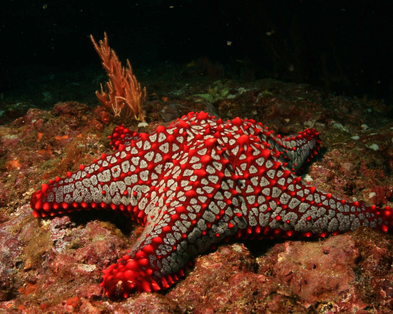 Red Sea Star for 1280 x 1024 resolution