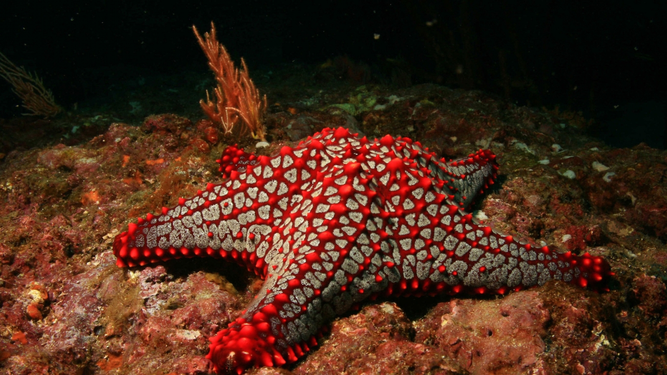 Red Sea Star for 1366 x 768 HDTV resolution