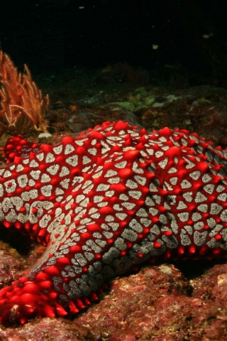 Red Sea Star for 320 x 480 iPhone resolution