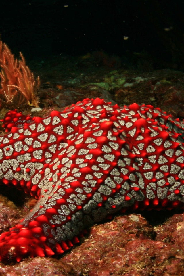 Red Sea Star for 640 x 960 iPhone 4 resolution