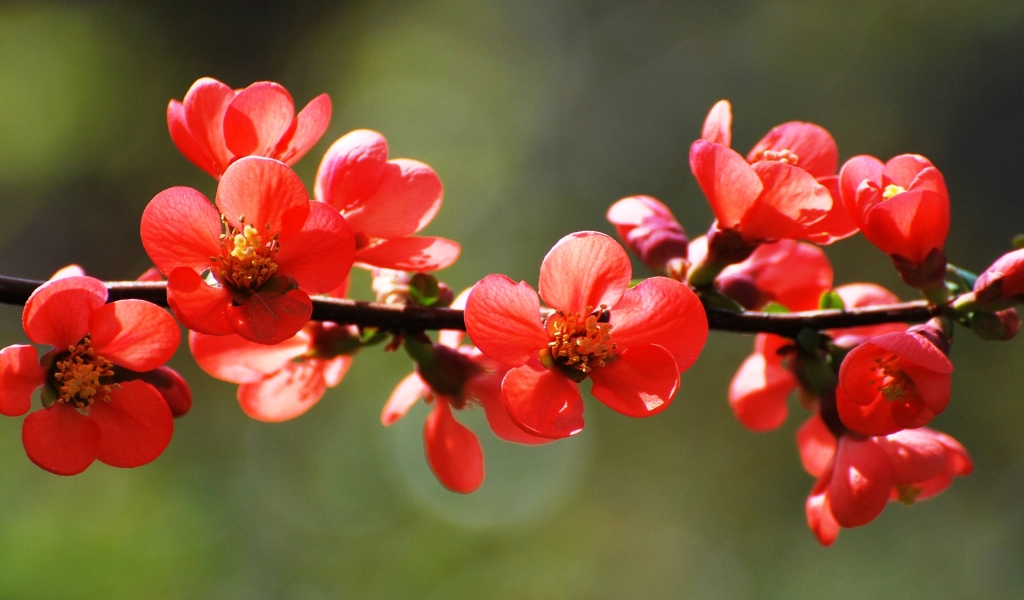 Red Spring Blossoms for 1024 x 600 widescreen resolution