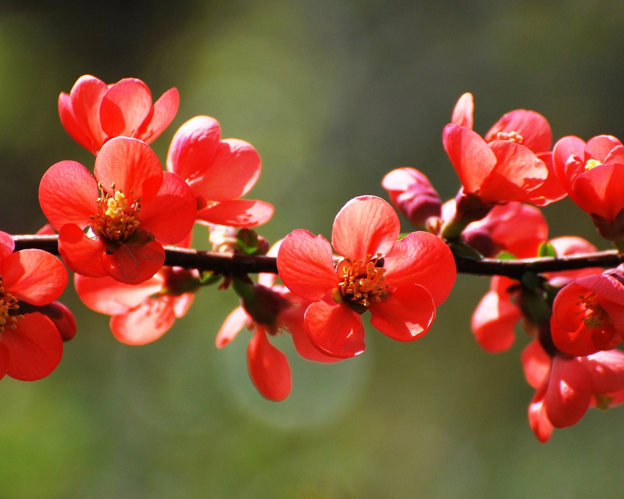 Red Spring Blossoms for 1280 x 1024 resolution