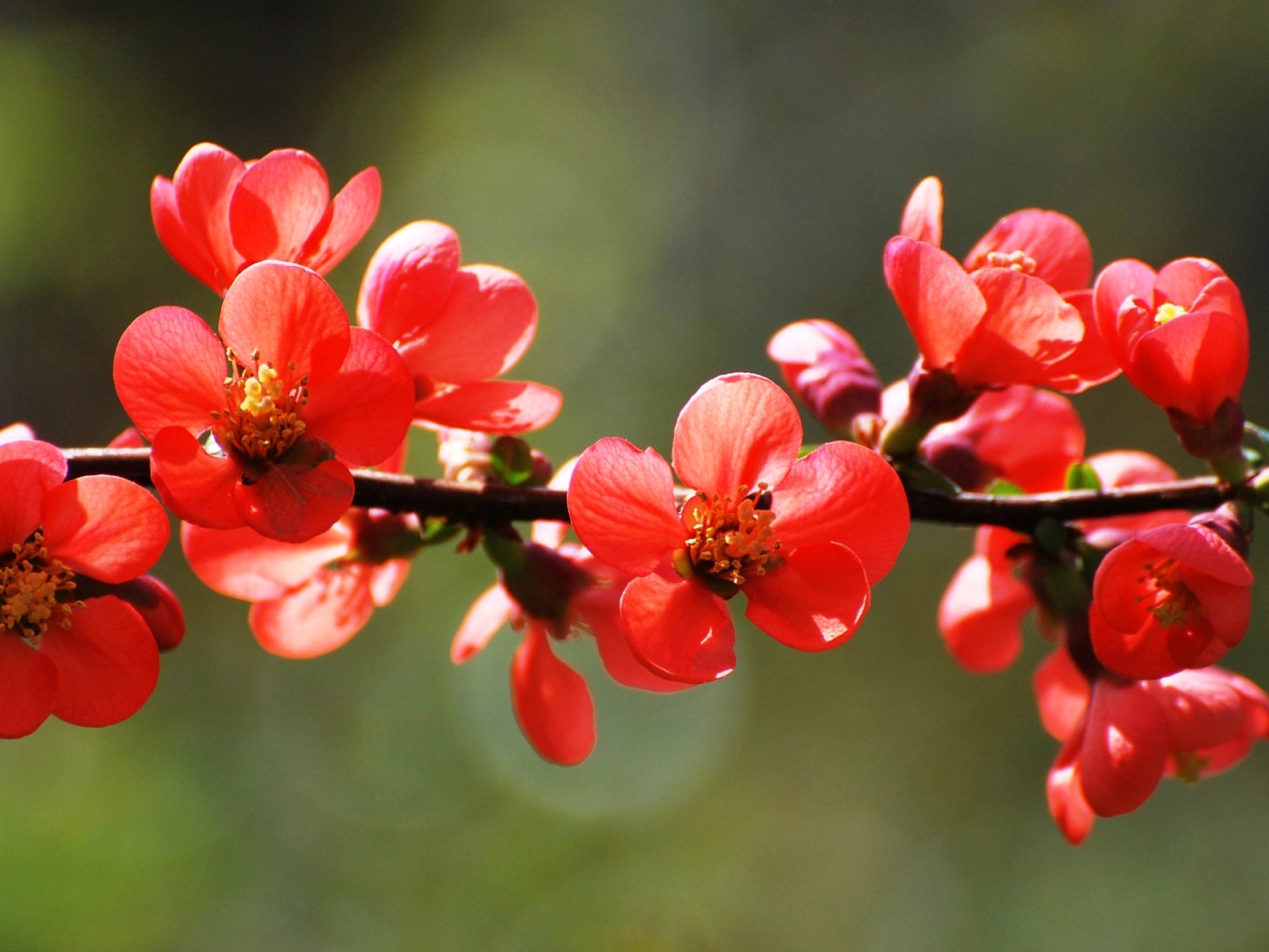Red Spring Blossoms for 1280 x 960 resolution