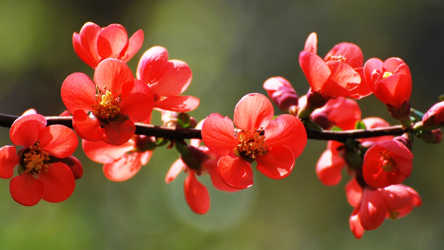 Red Spring Blossoms for 1536 x 864 HDTV resolution