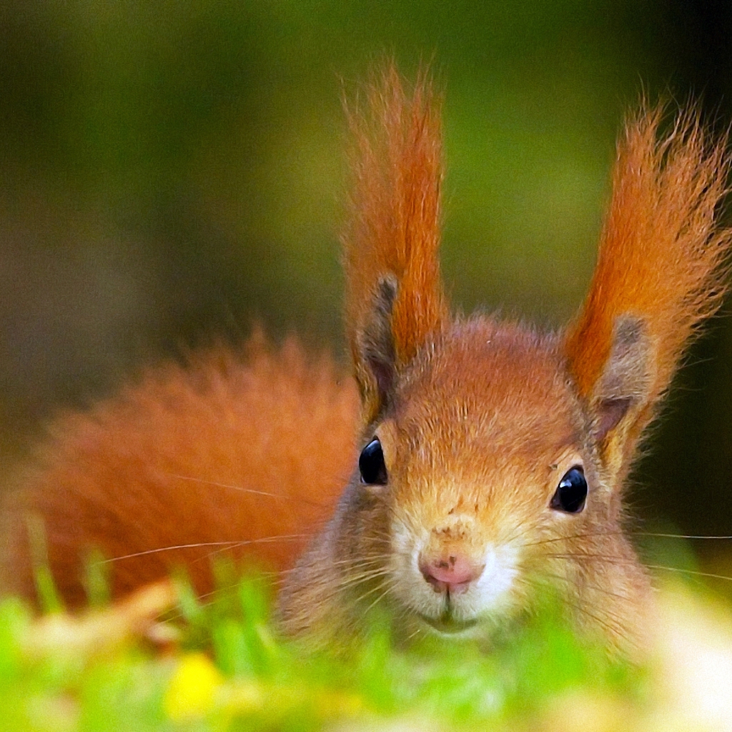 Red Squirrel for 1024 x 1024 iPad resolution