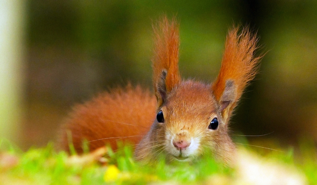 Red Squirrel for 1024 x 600 widescreen resolution
