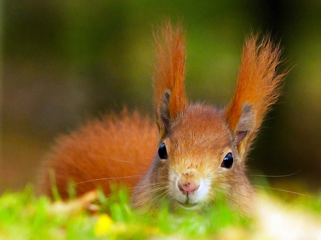 Red Squirrel for 1024 x 768 resolution