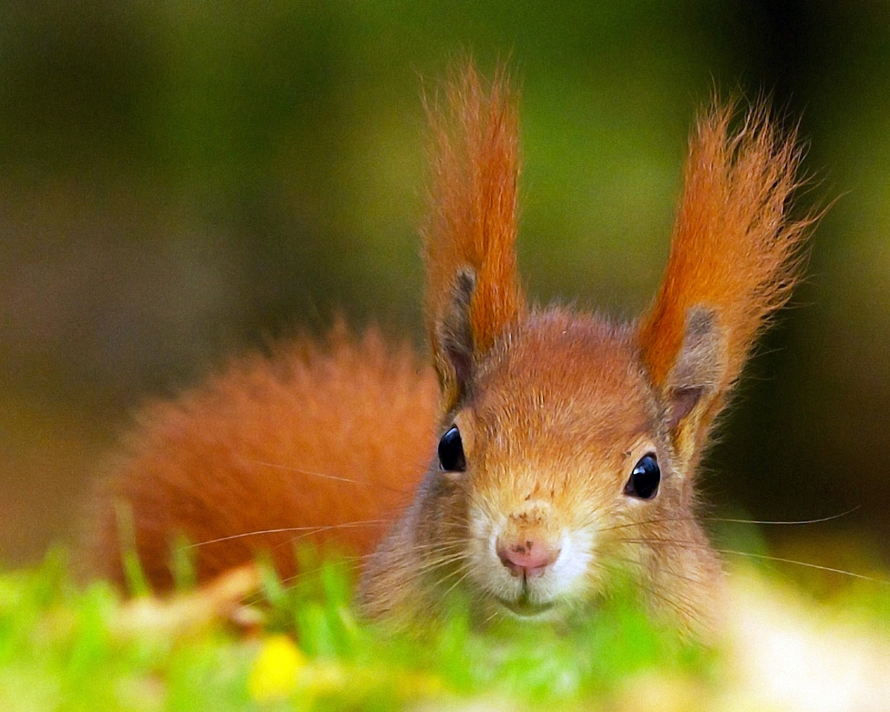 Red Squirrel for 1280 x 1024 resolution
