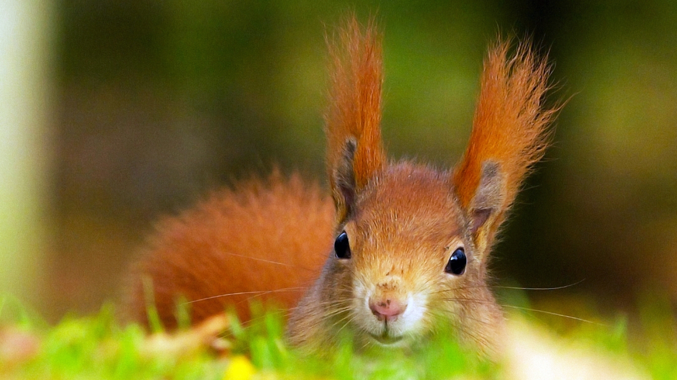 Red Squirrel for 1366 x 768 HDTV resolution