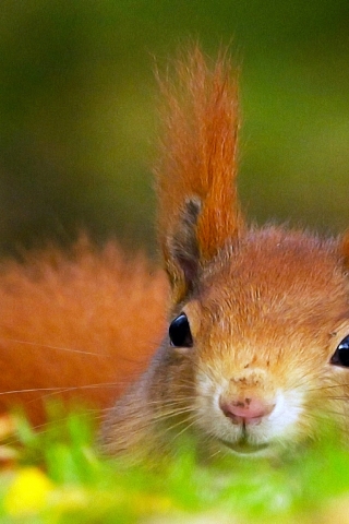 Red Squirrel for 320 x 480 iPhone resolution