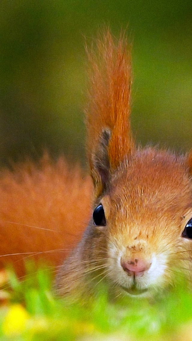 Red Squirrel for 640 x 1136 iPhone 5 resolution