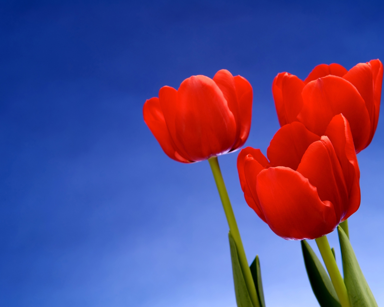 Red Tulips for 1280 x 1024 resolution
