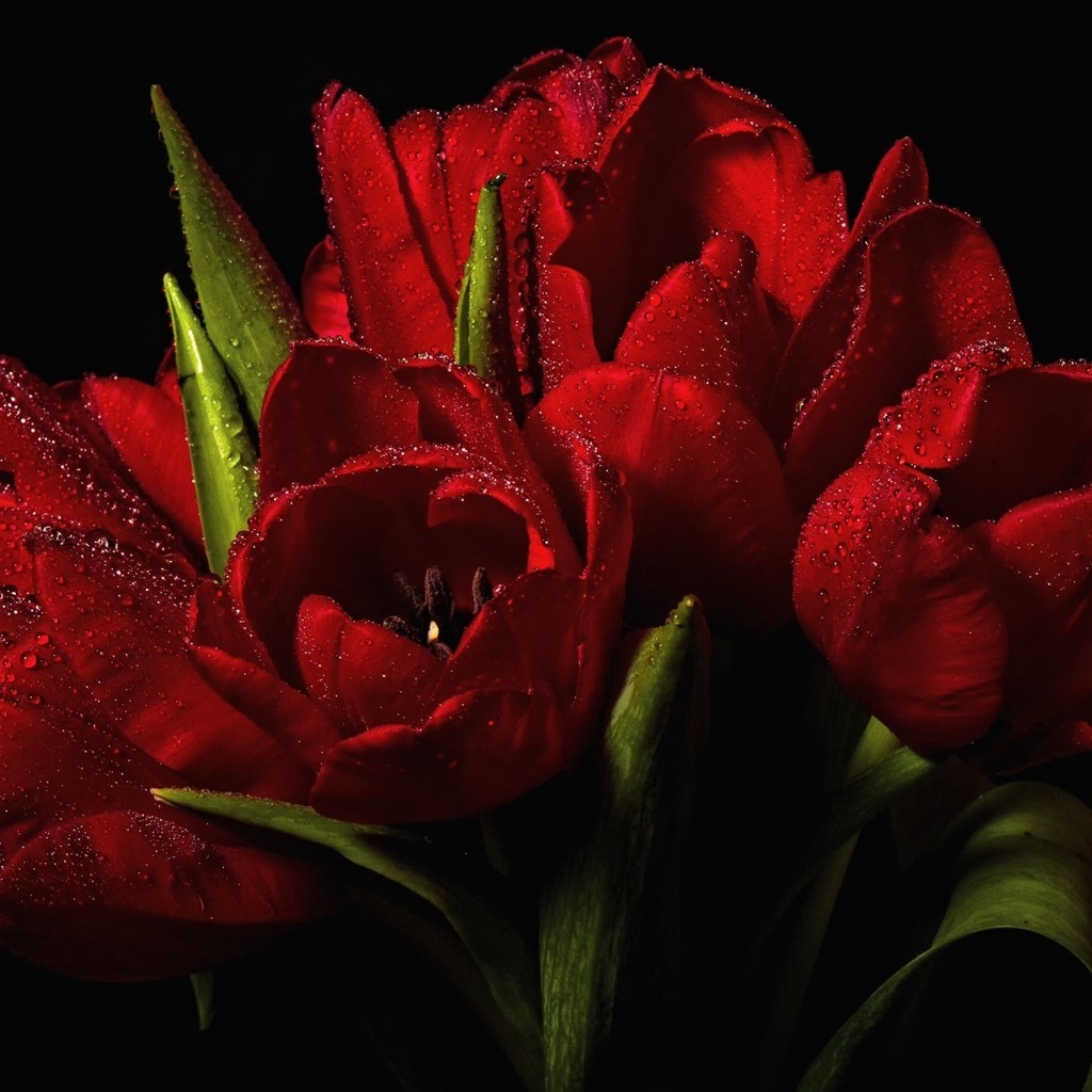 Red Tulips Bouquet  for 1024 x 1024 iPad resolution