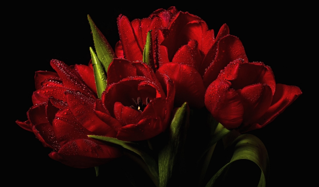 Red Tulips Bouquet  for 1024 x 600 widescreen resolution