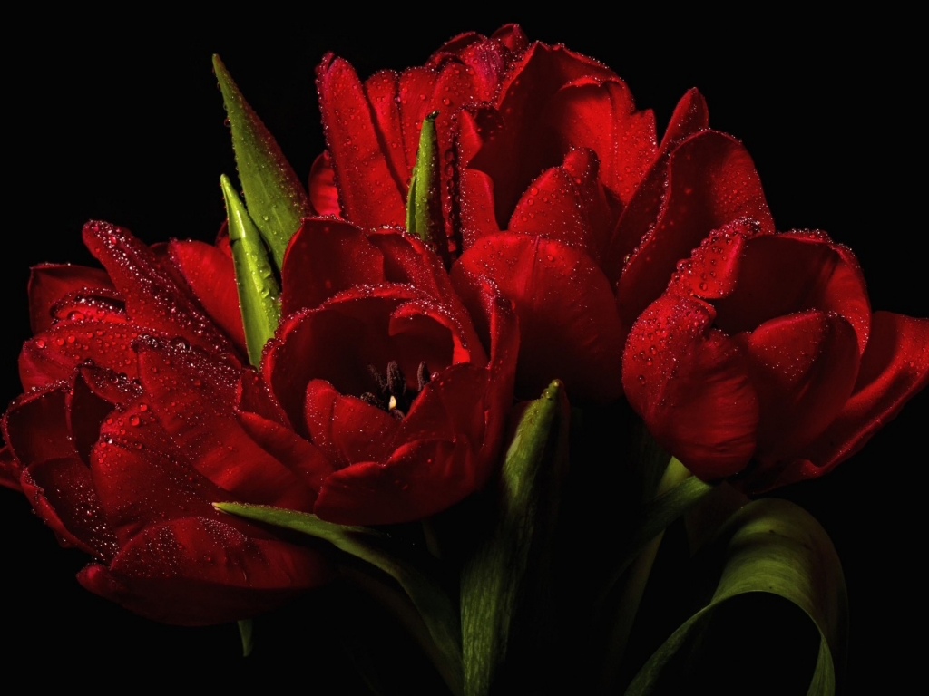 Red Tulips Bouquet  for 1024 x 768 resolution