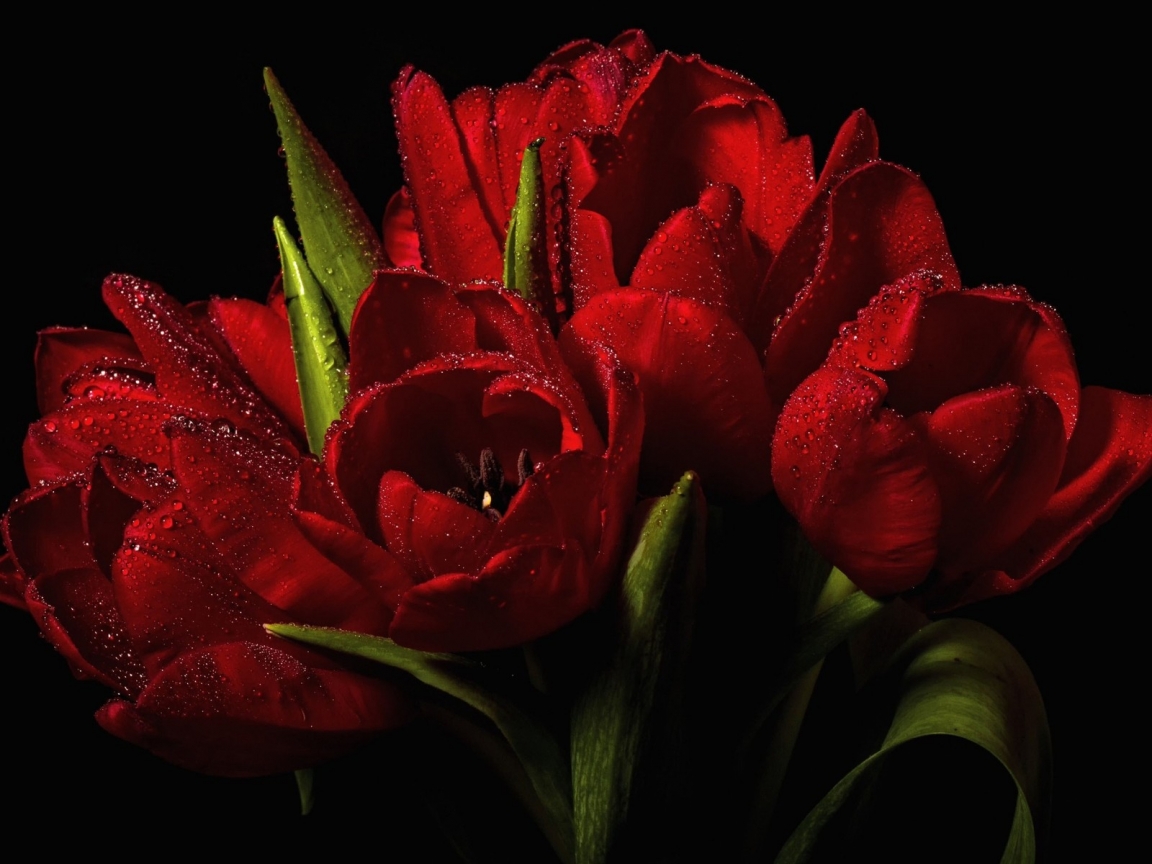 Red Tulips Bouquet  for 1152 x 864 resolution