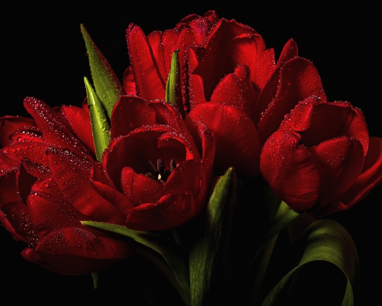 Red Tulips Bouquet  for 1280 x 1024 resolution
