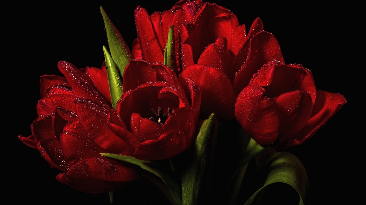 Red Tulips Bouquet  for 1280 x 720 HDTV 720p resolution