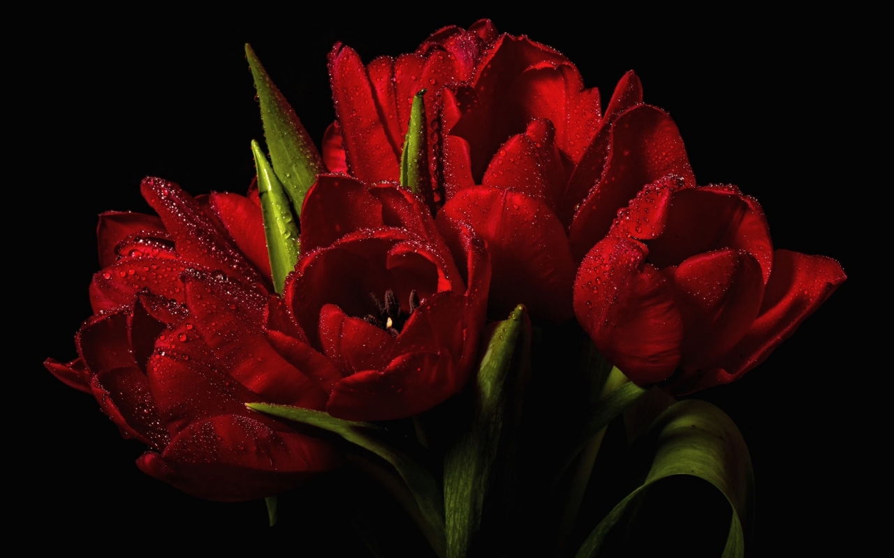 Red Tulips Bouquet  for 1280 x 800 widescreen resolution