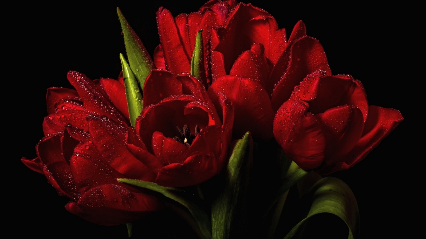Red Tulips Bouquet  for 1366 x 768 HDTV resolution