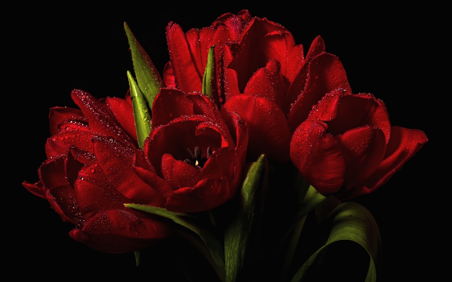 Red Tulips Bouquet  for 1440 x 900 widescreen resolution