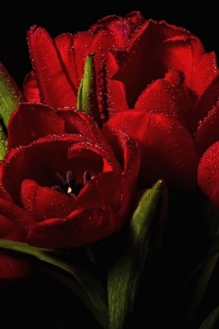 Red Tulips Bouquet  for 320 x 480 iPhone resolution