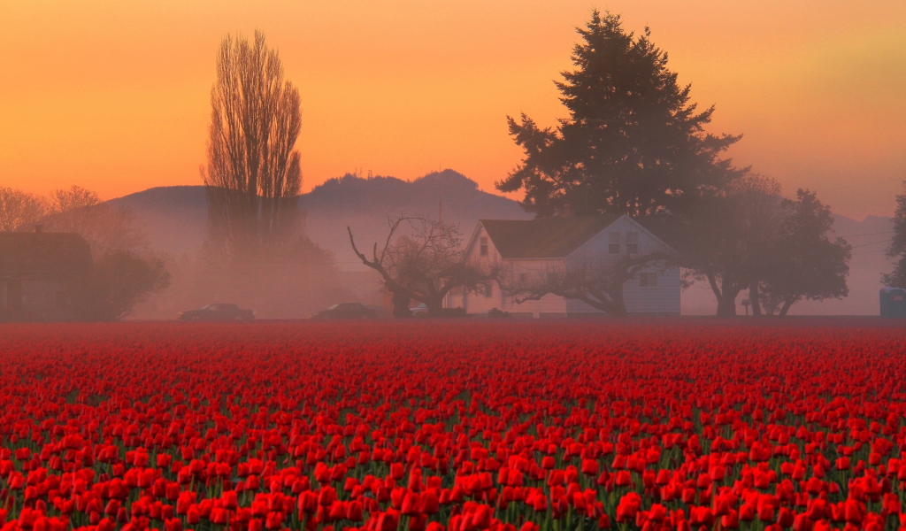 Red Tulips Field for 1024 x 600 widescreen resolution