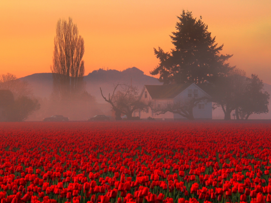 Red Tulips Field for 1152 x 864 resolution