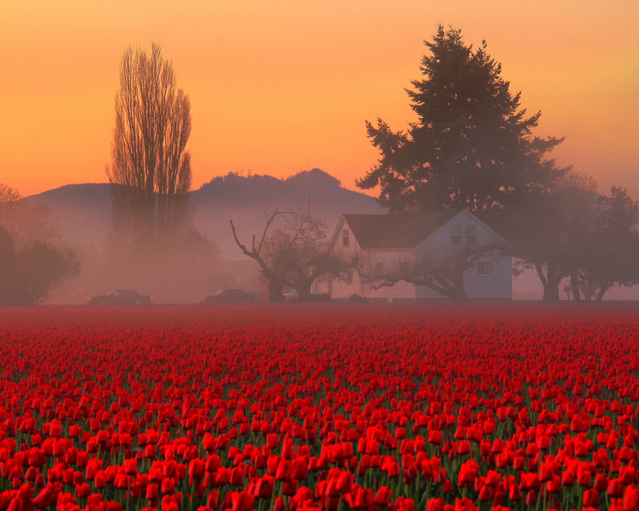 Red Tulips Field for 1280 x 1024 resolution