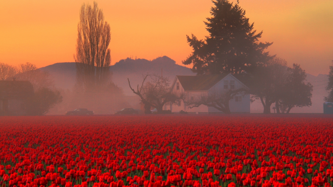 Red Tulips Field for 1366 x 768 HDTV resolution