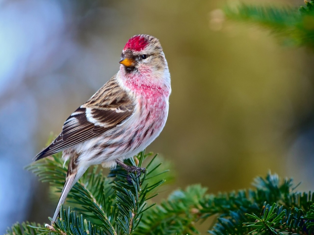 Redpoll Bird for 1024 x 768 resolution