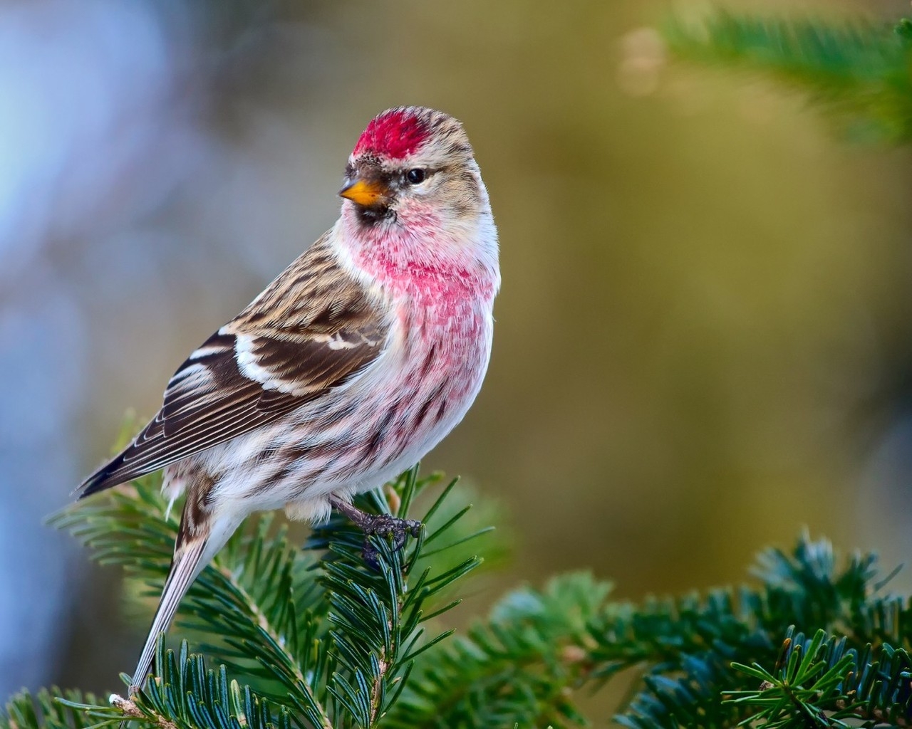 Redpoll Bird for 1280 x 1024 resolution