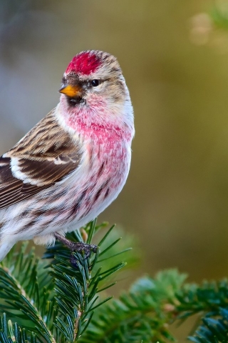 Redpoll Bird for 320 x 480 iPhone resolution