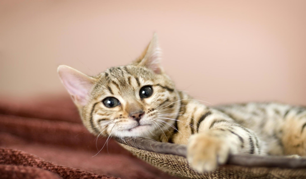 Relaxing American Bobtail Cat for 1024 x 600 widescreen resolution
