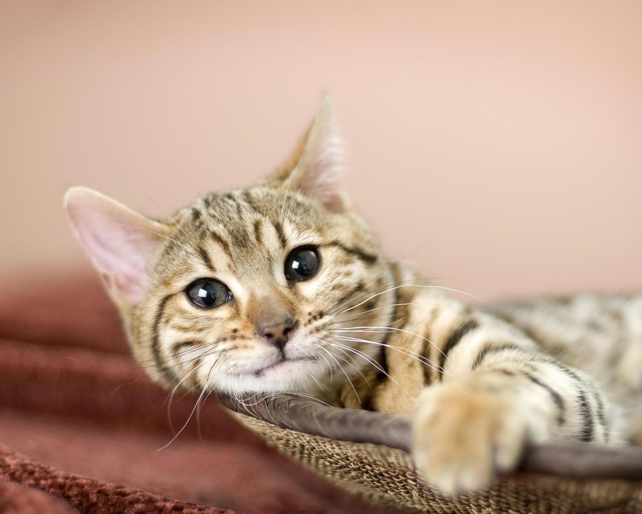 Relaxing American Bobtail Cat for 1280 x 1024 resolution