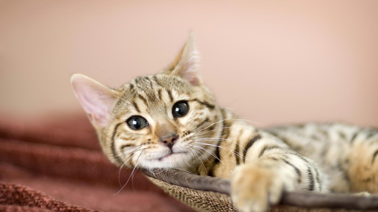 Relaxing American Bobtail Cat for 1280 x 720 HDTV 720p resolution