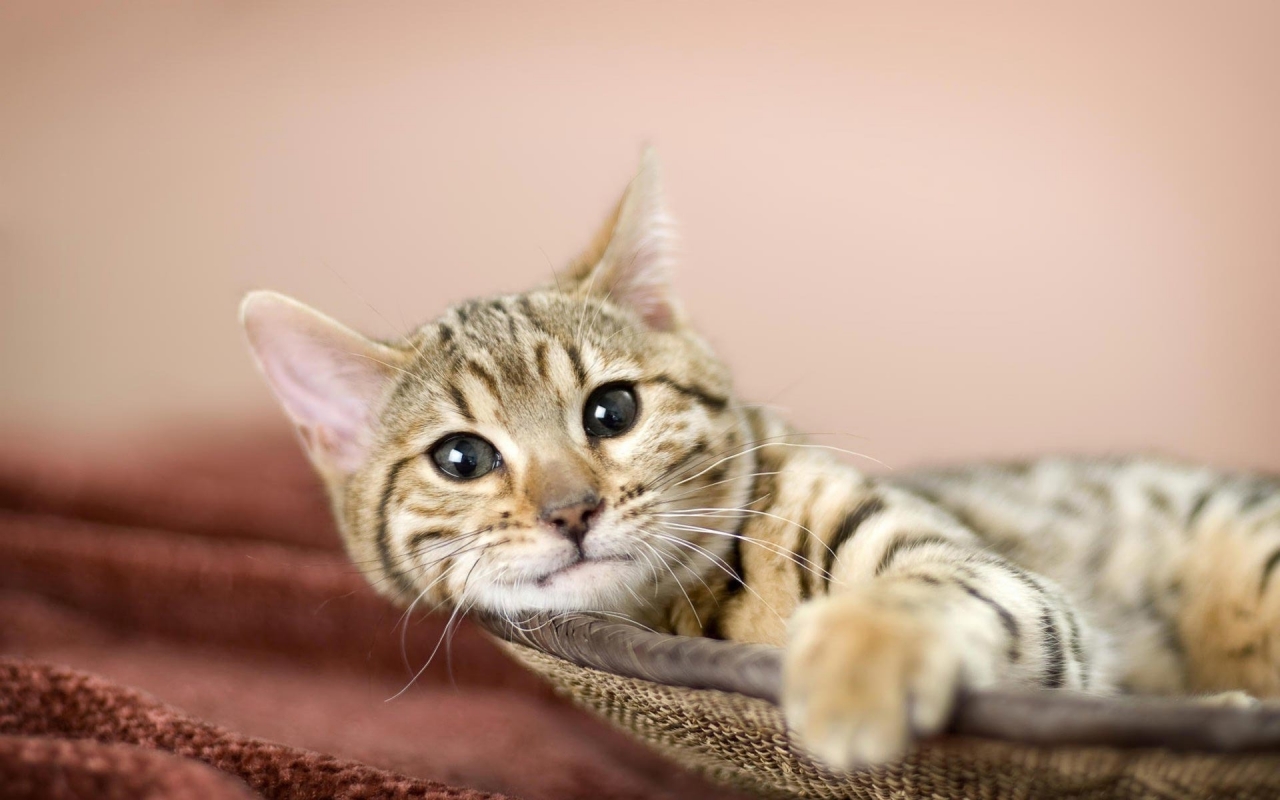 Relaxing American Bobtail Cat for 1280 x 800 widescreen resolution