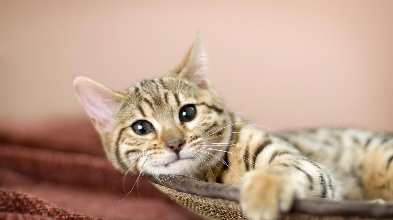 Relaxing American Bobtail Cat for 1366 x 768 HDTV resolution