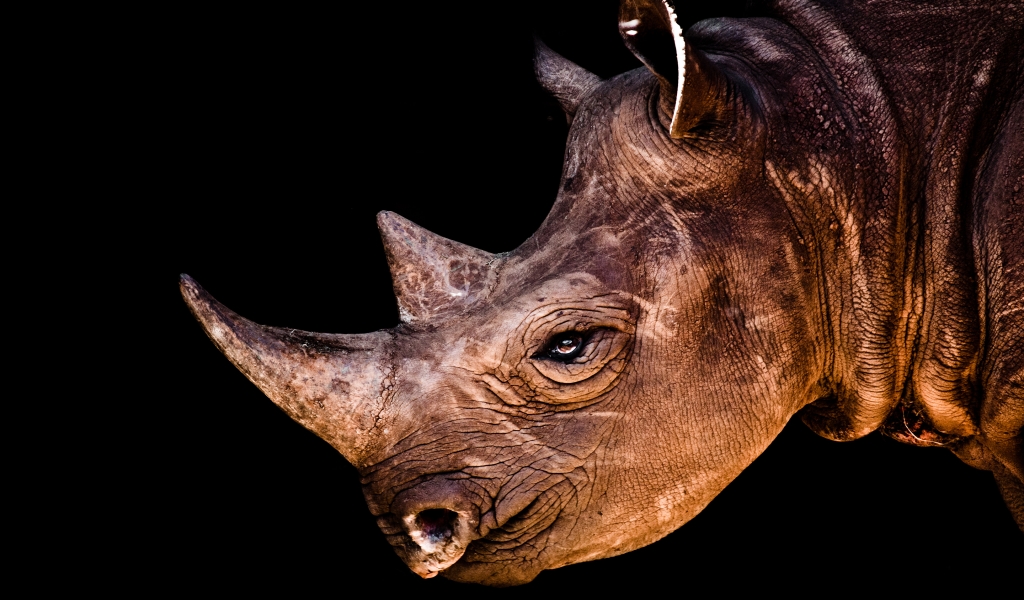 Rhino Face for 1024 x 600 widescreen resolution
