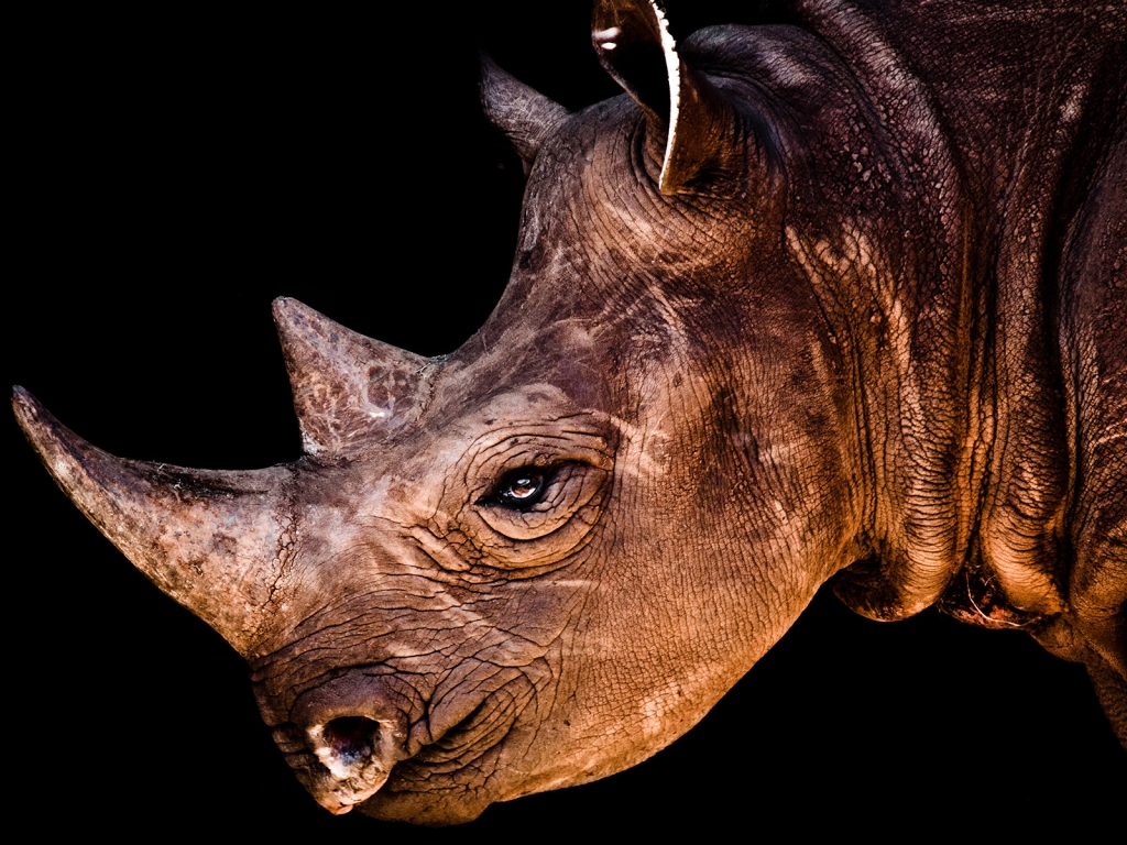Rhino Face for 1024 x 768 resolution