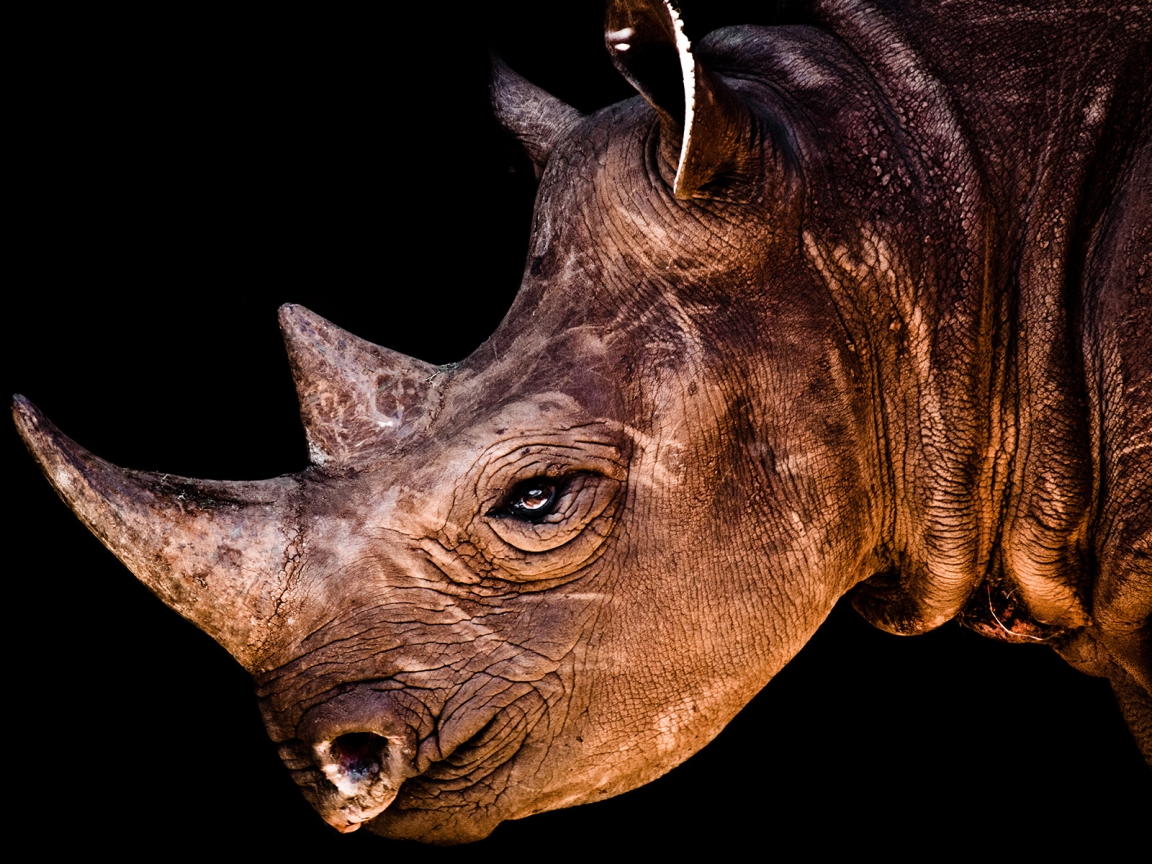Rhino Face for 1152 x 864 resolution