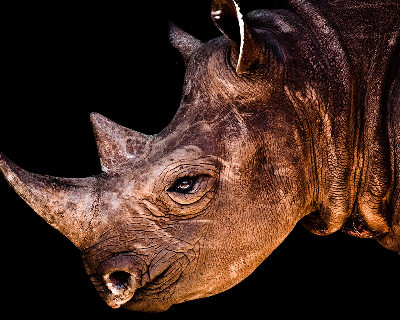 Rhino Face for 1280 x 1024 resolution
