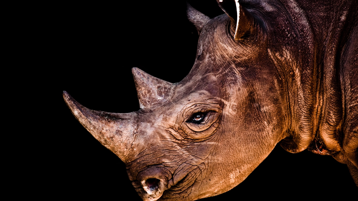 Rhino Face for 1366 x 768 HDTV resolution