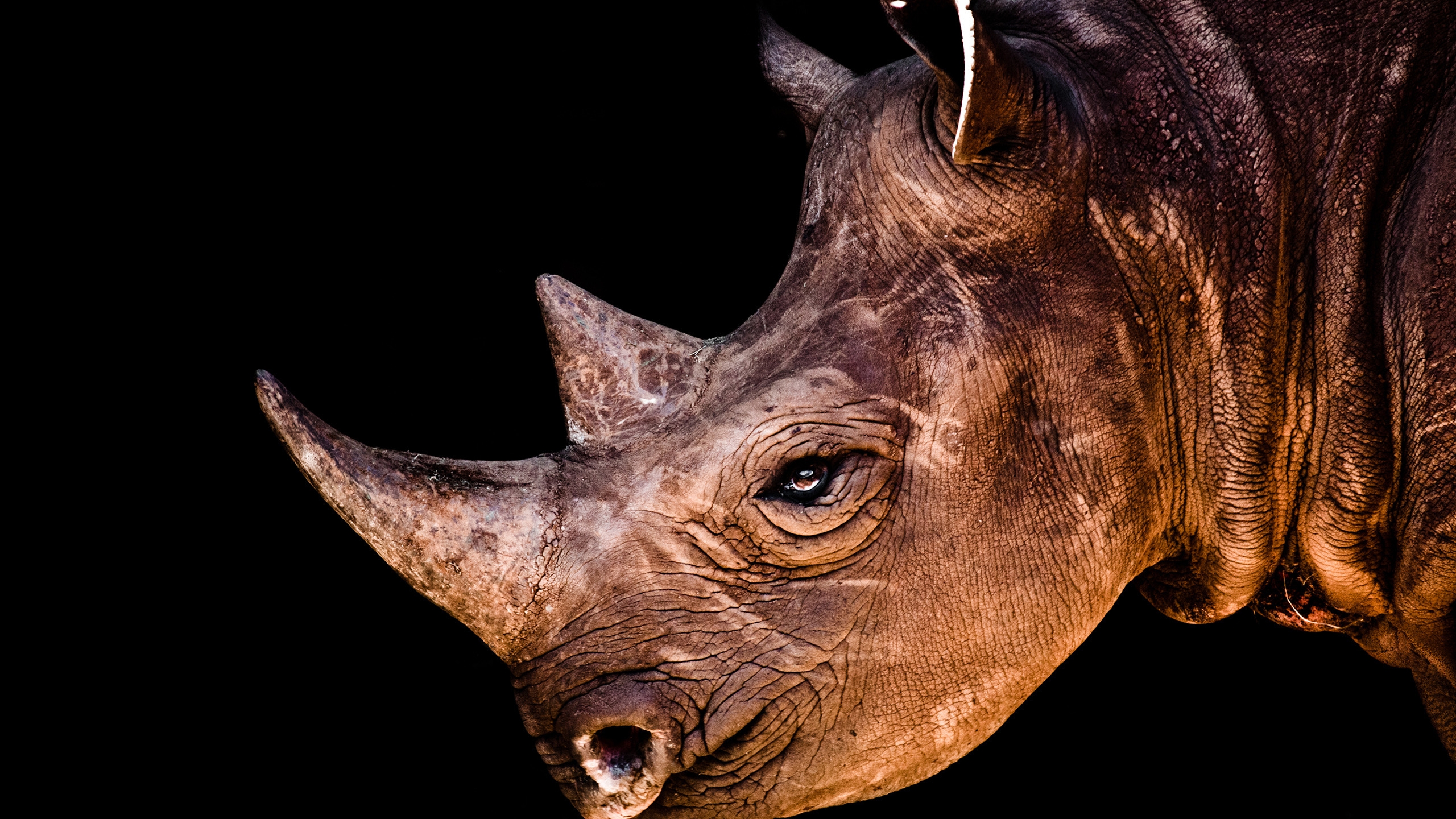 Rhino Face for 2560x1440 HDTV resolution