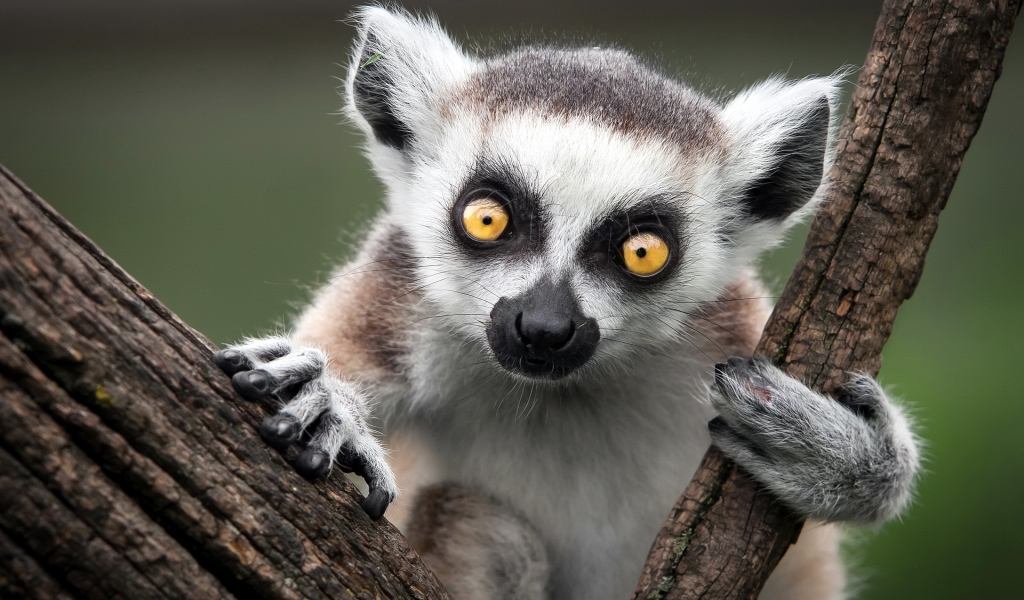 Ring Tailed Lemur for 1024 x 600 widescreen resolution