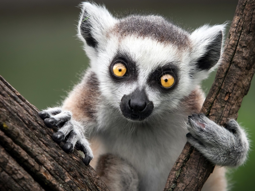 Ring Tailed Lemur for 1024 x 768 resolution