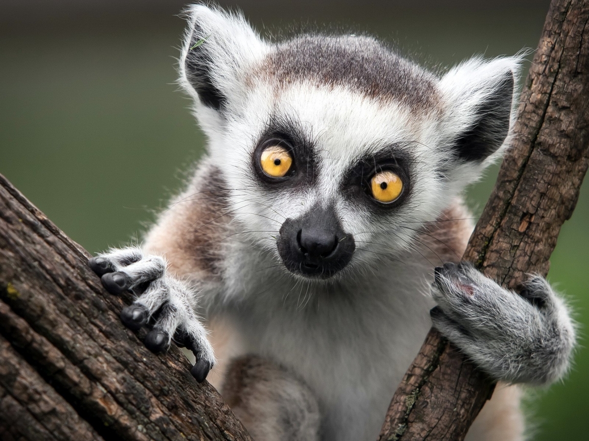 Ring Tailed Lemur for 1152 x 864 resolution