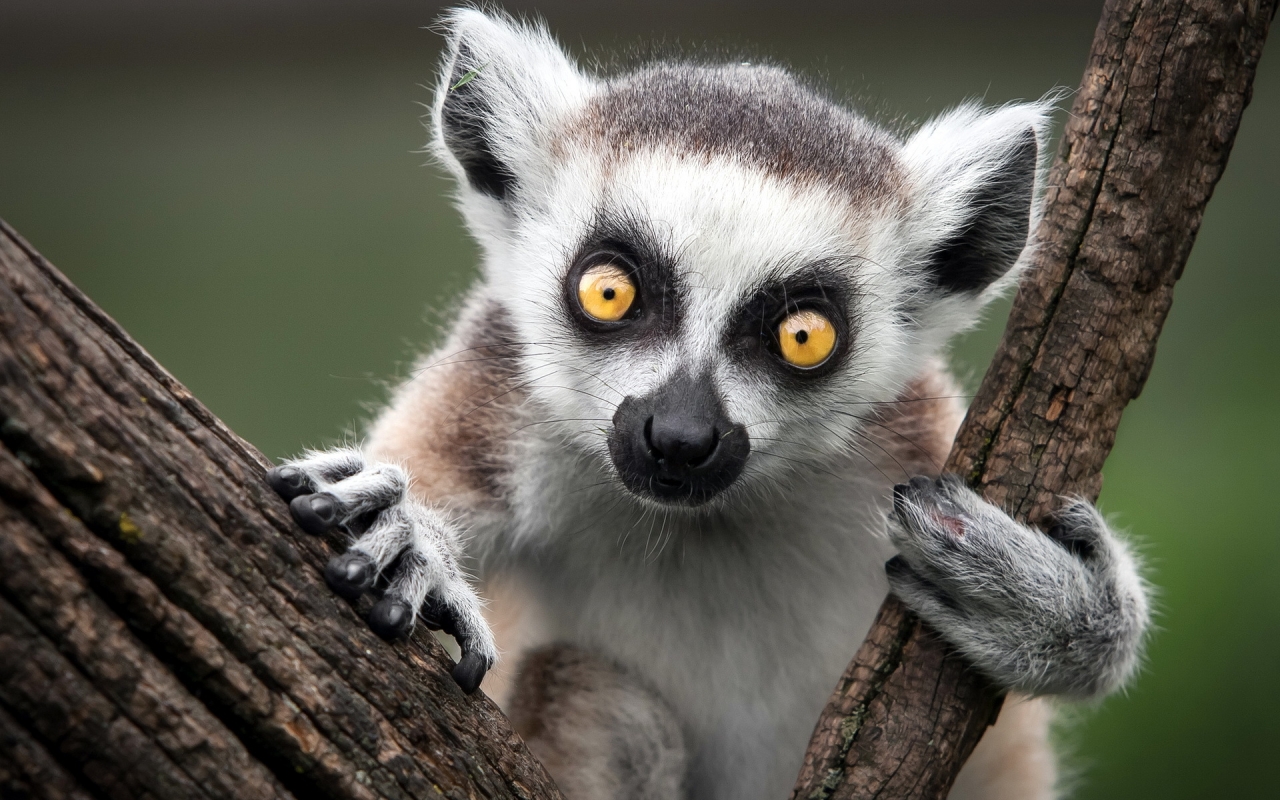 Ring Tailed Lemur for 1280 x 800 widescreen resolution