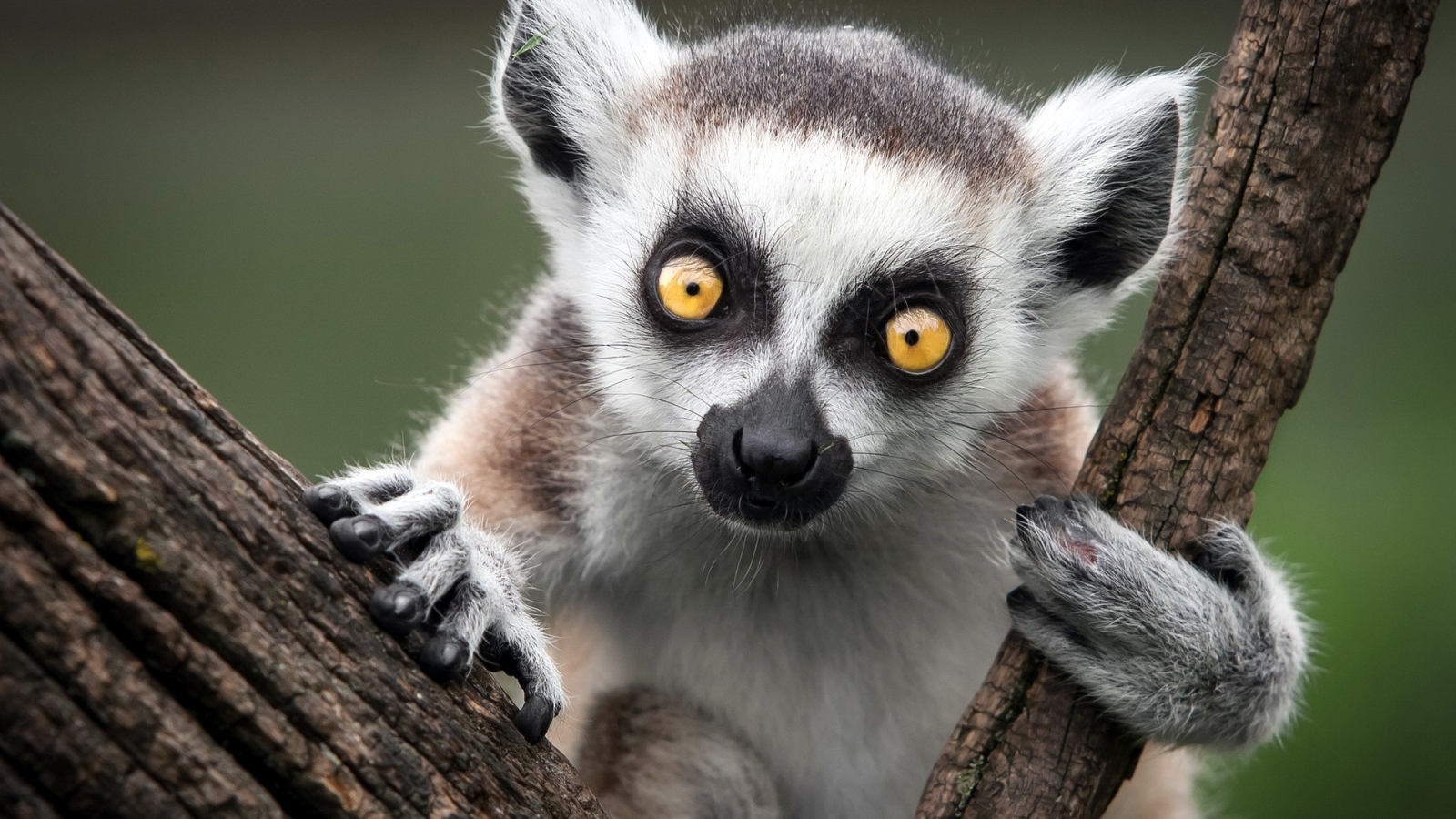 Ring Tailed Lemur for 1600 x 900 HDTV resolution
