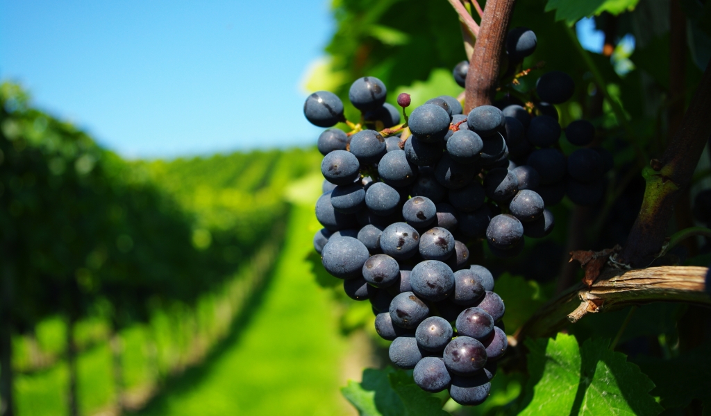 Ripe Grapes for 1024 x 600 widescreen resolution
